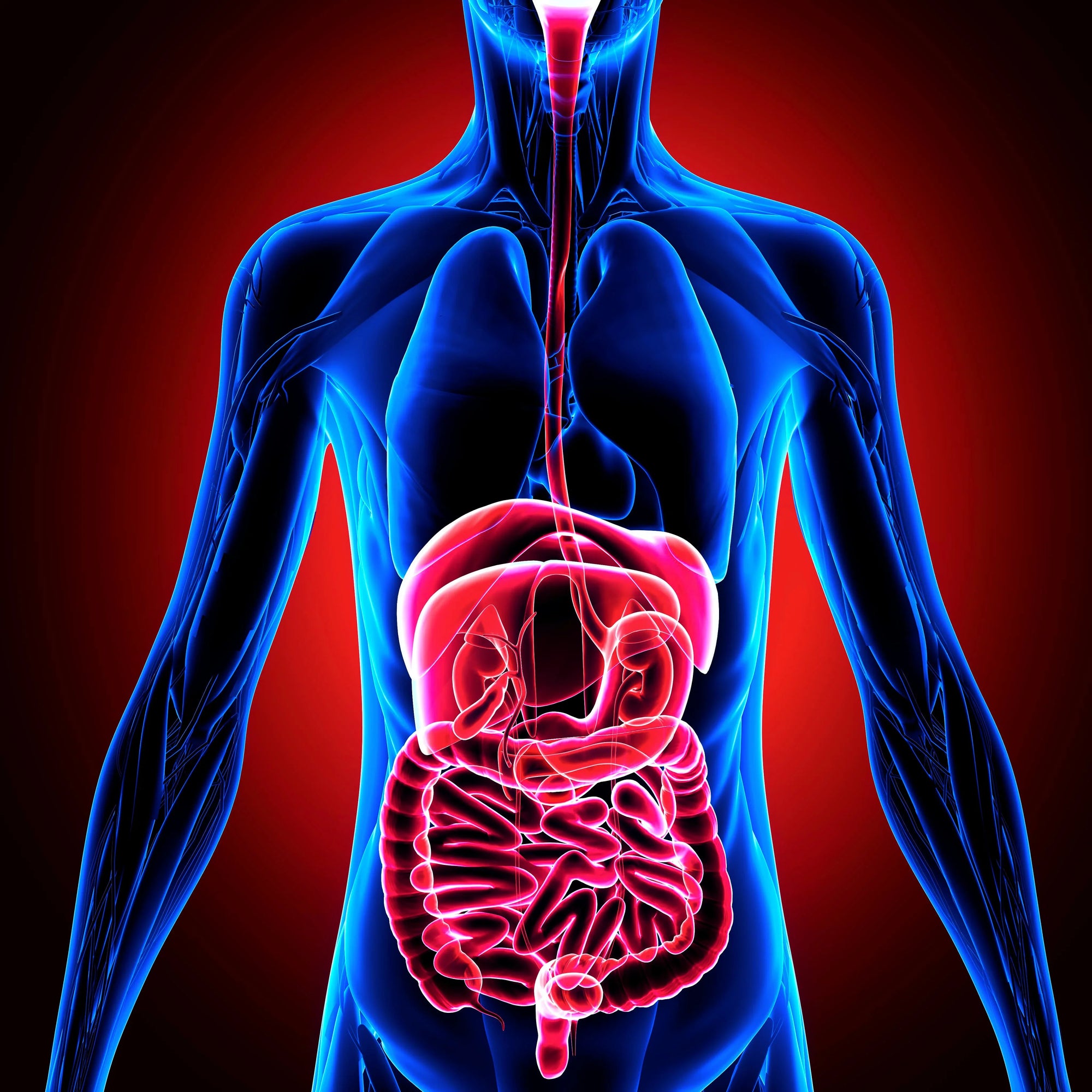 Verdauungssystem Mensch 